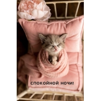 Спокойной ночи!