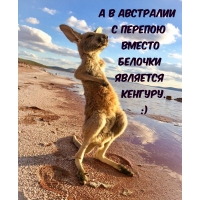 А в Австралии с перепою вместо белочки является кенгуру.