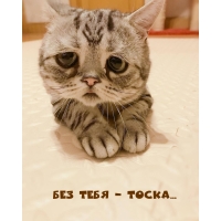 Без тебя — тоска…