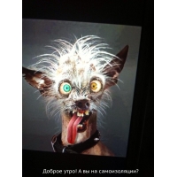 Доброе утро! А вы на самоизоляции?