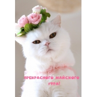 Прекрасного майского утра!