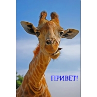 ПРИВЕТ!