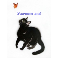 Удачного дня!