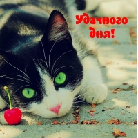 Удачного дня!
