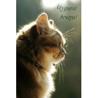 Чудного вечера!