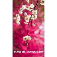 Желаю тебе хорошего дня!