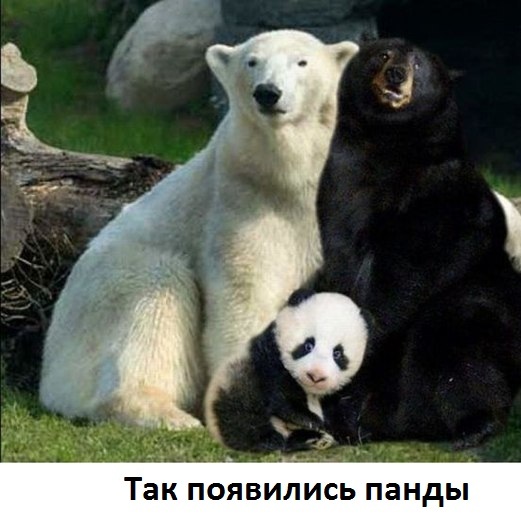 Загадка панды