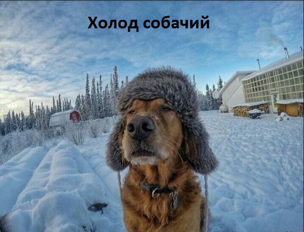 Холод собачий