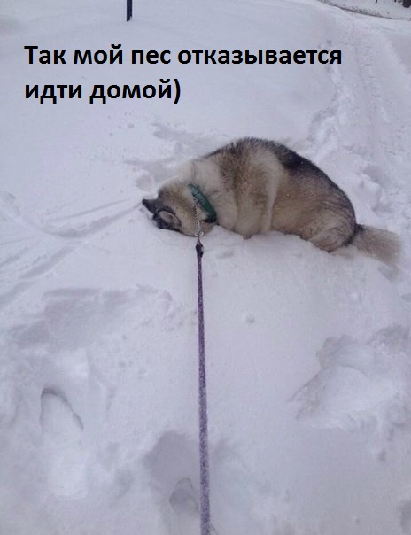 Не пойду домой…