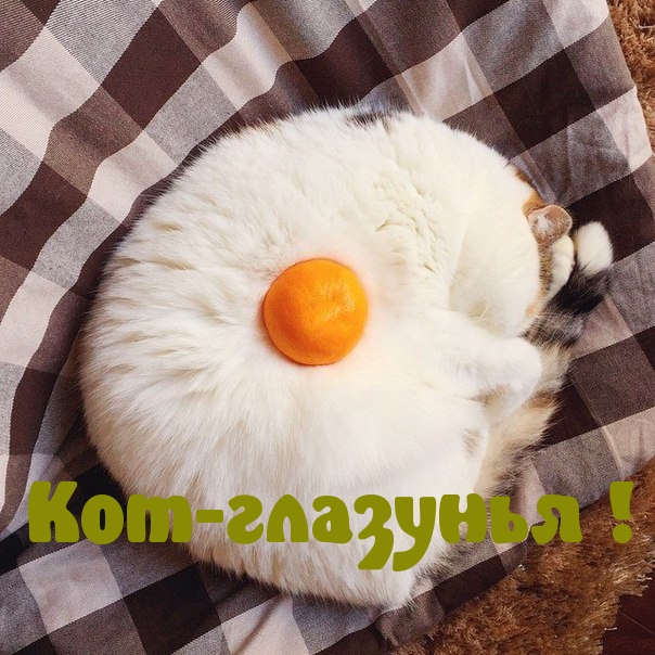 Кот-глазунья !
