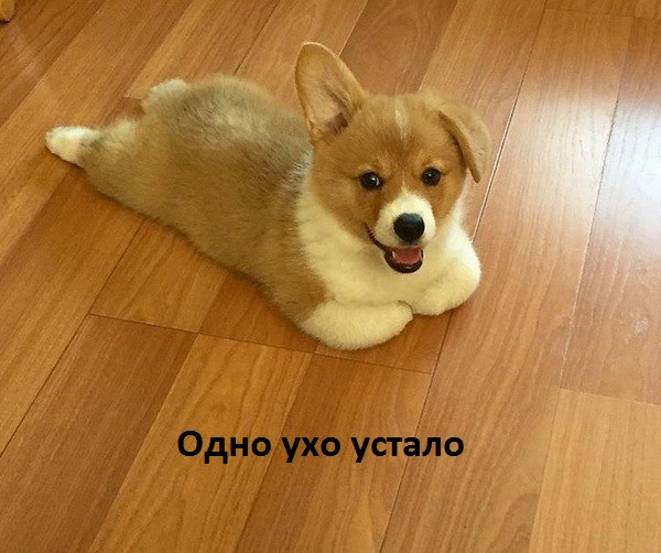 Одно ухо устало
