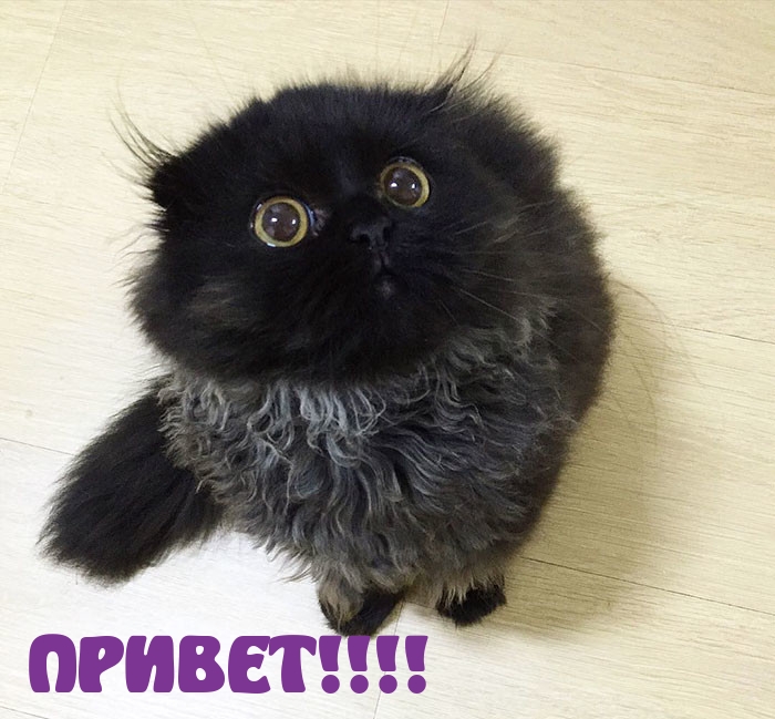 ПРИВЕТ!