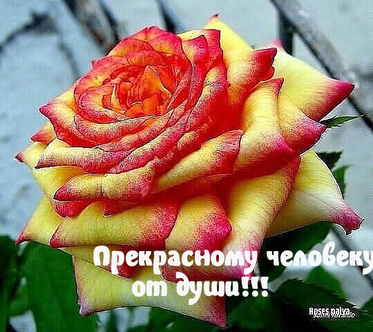 Прекрасному человеку