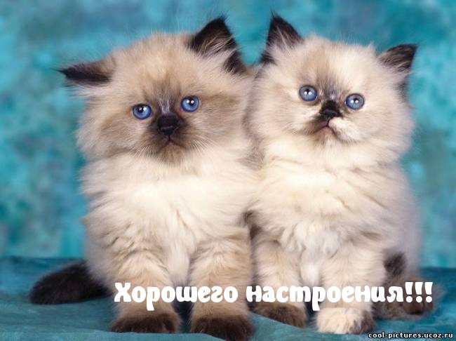 Картинки с надписями.  Хорошего настроения!.