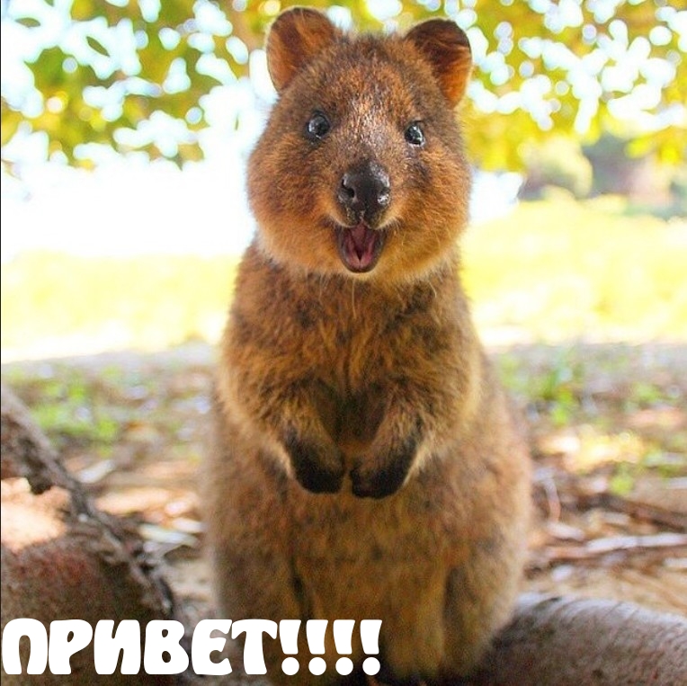 ПРИВЕТ!