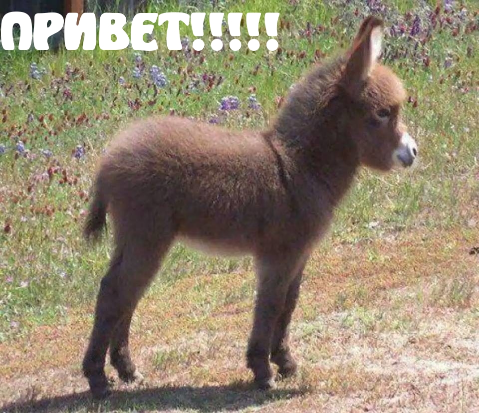 ПРИВЕТ!
