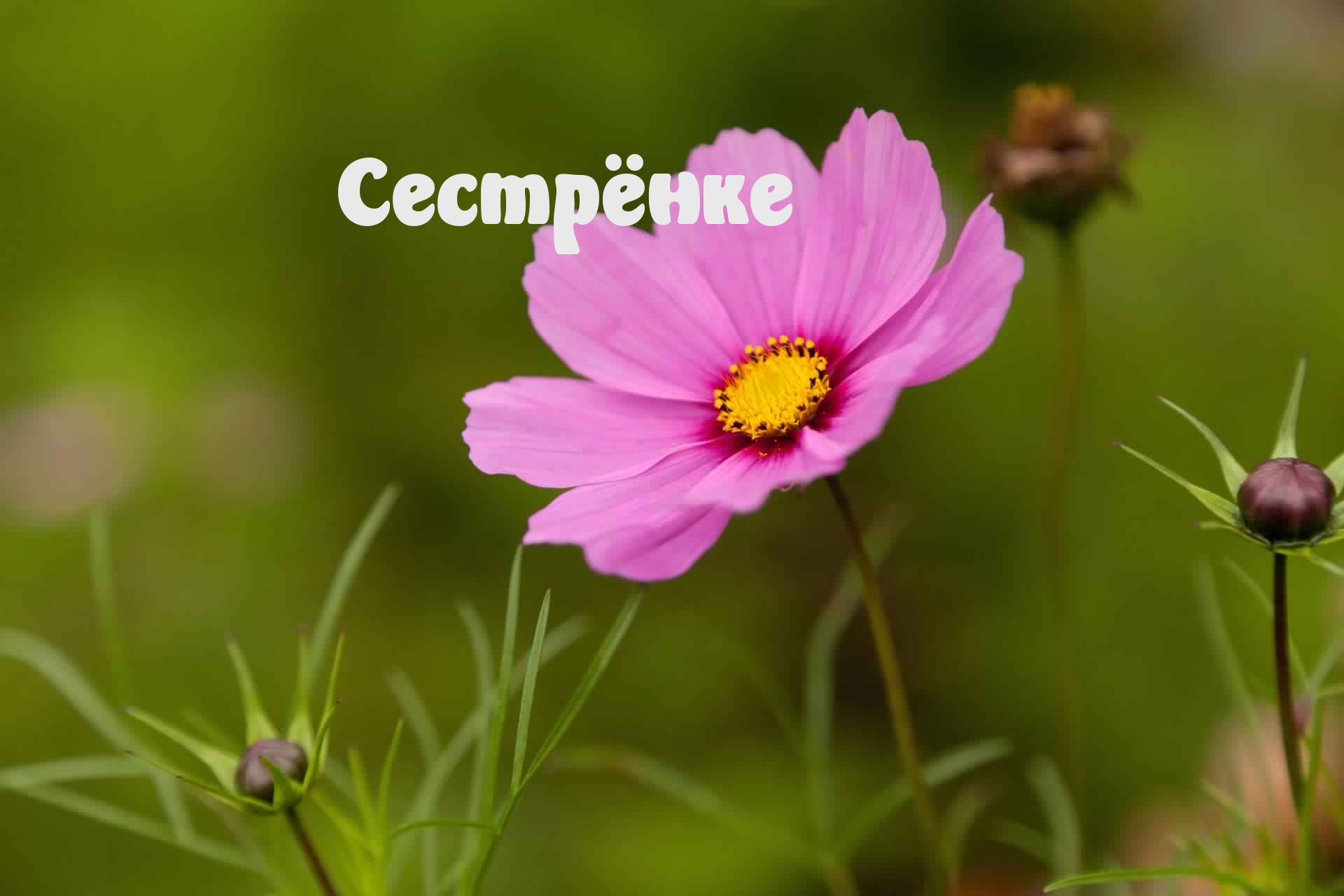 Сестрёнке