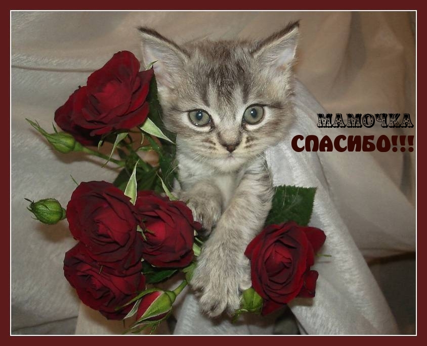 Спасибо, мама
