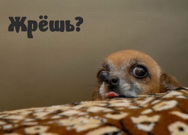 Жрёшь?
