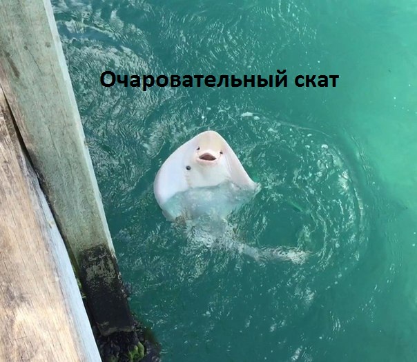 Картинки с надписями.  Очаровательный скат.