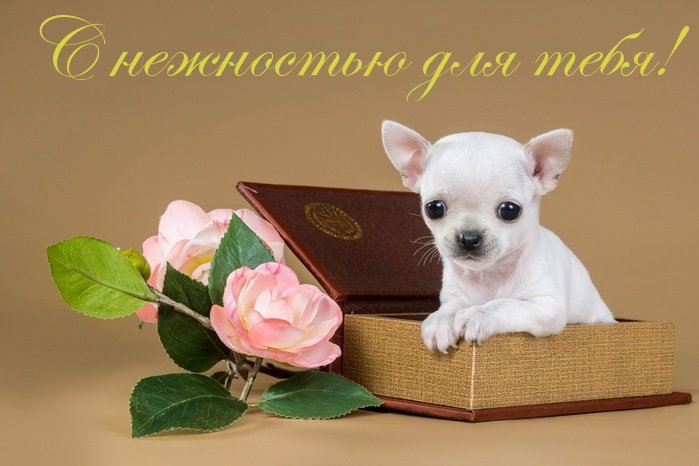 С нежностью для тебя!