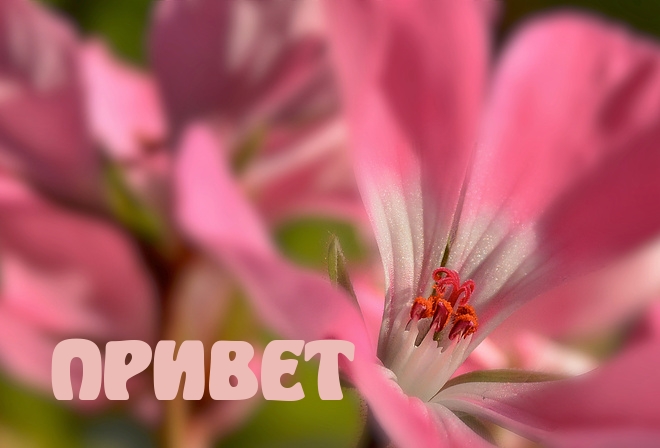 ПРИВЕТ