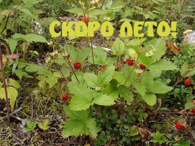 СКОРО ЛЕТО!