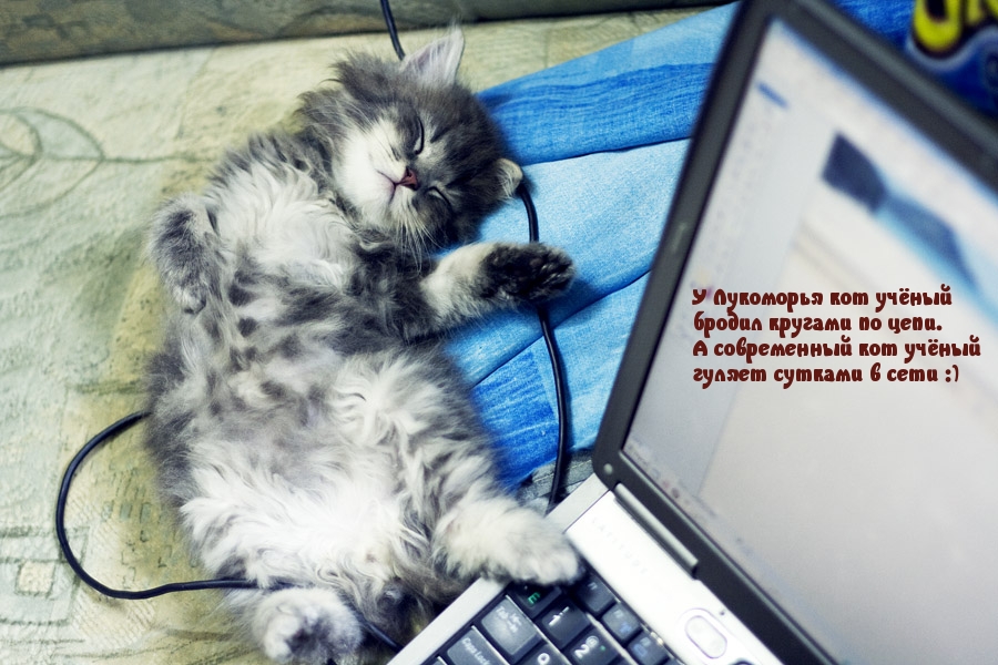 Кот в сети