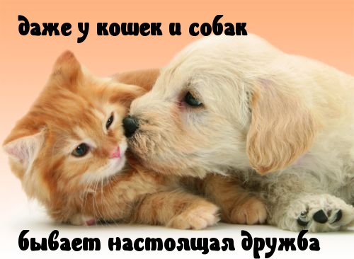 Настоящая дружба