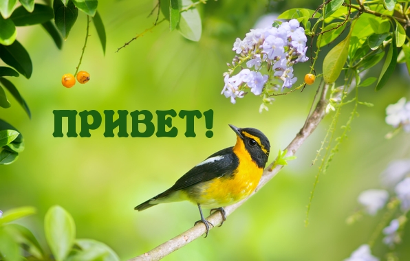 ПРИВЕТ!