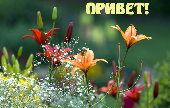 ПРИВЕТ!