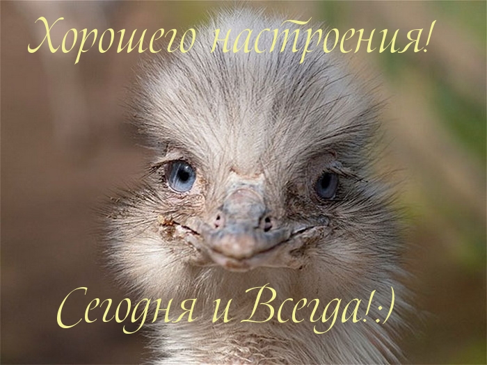 Хорошего настроения!