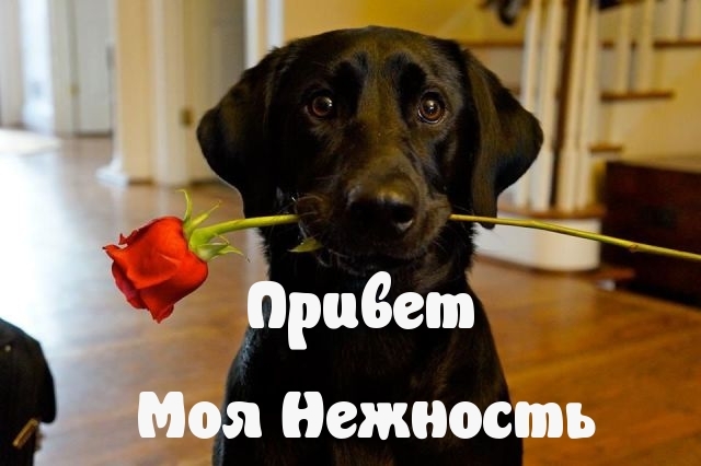 Привет