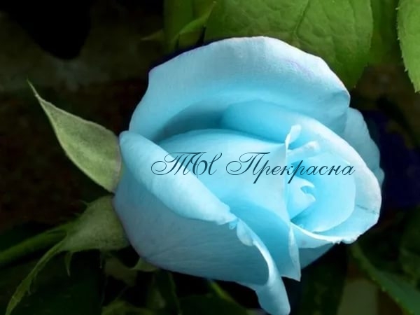 ТЫ Прекрасна