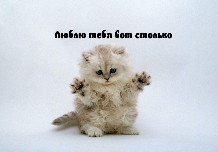 Люблю тебя вот столько