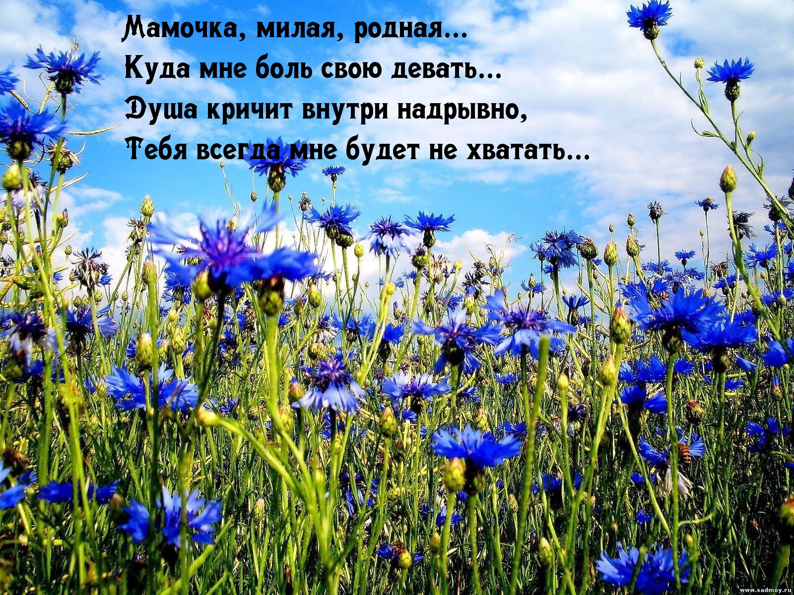 Мамочка, милая, родная, тебя мне будет не хватать