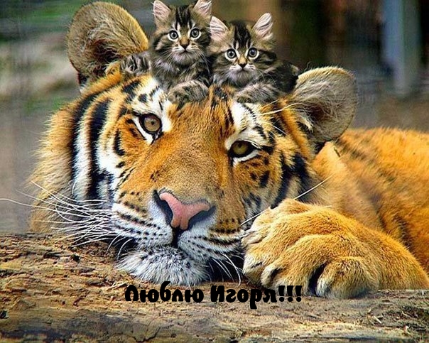 Люблю Игоря