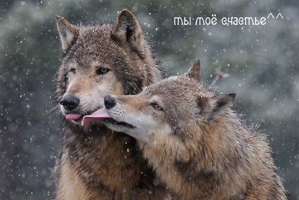 ты моё счастье