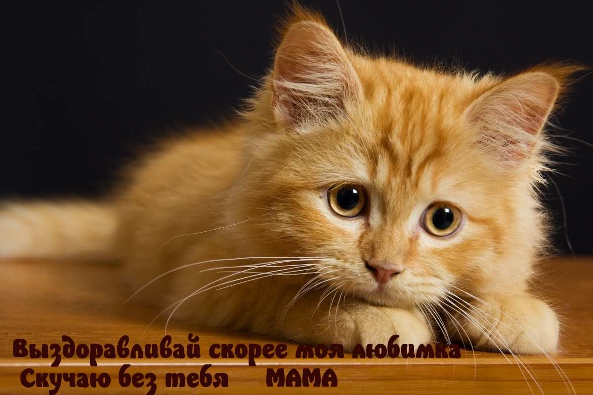 Выздоравливай скорее моя любимка