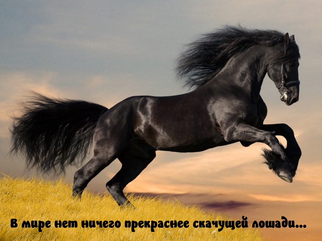 В мире нет ничего прекраснее скачущей лошади