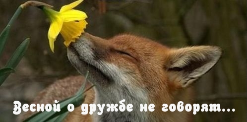 Весной о дружбе не говорят…