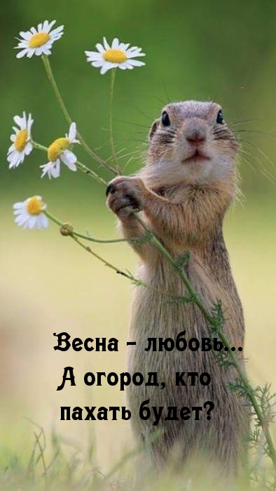 Весна — любовь…