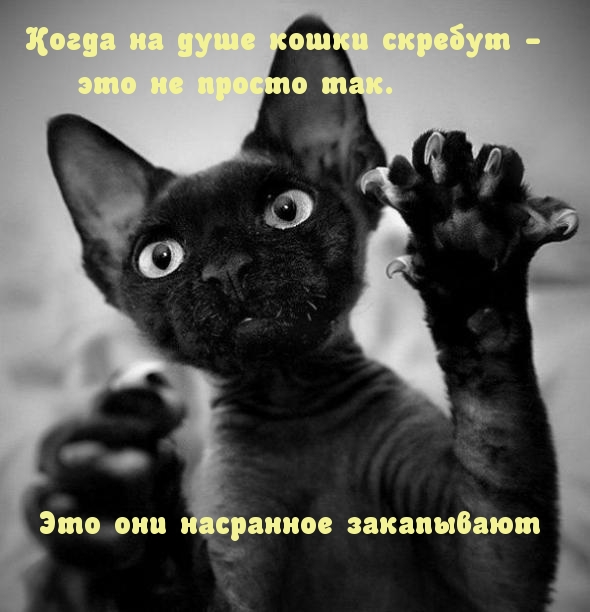 Когда на душе кошки скребут