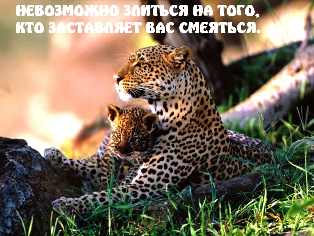 Не возможно злиться на того…