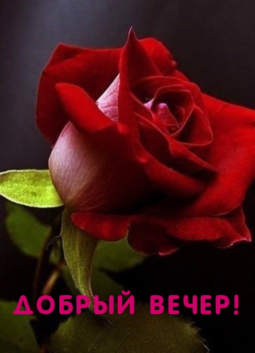 Добрый вечер!