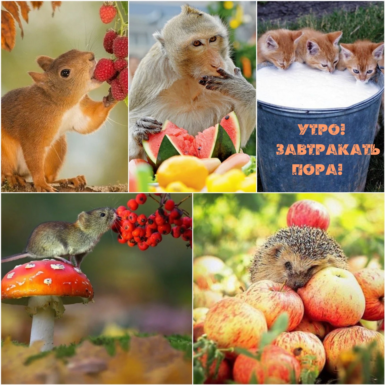 Утро! Завтракать пора!