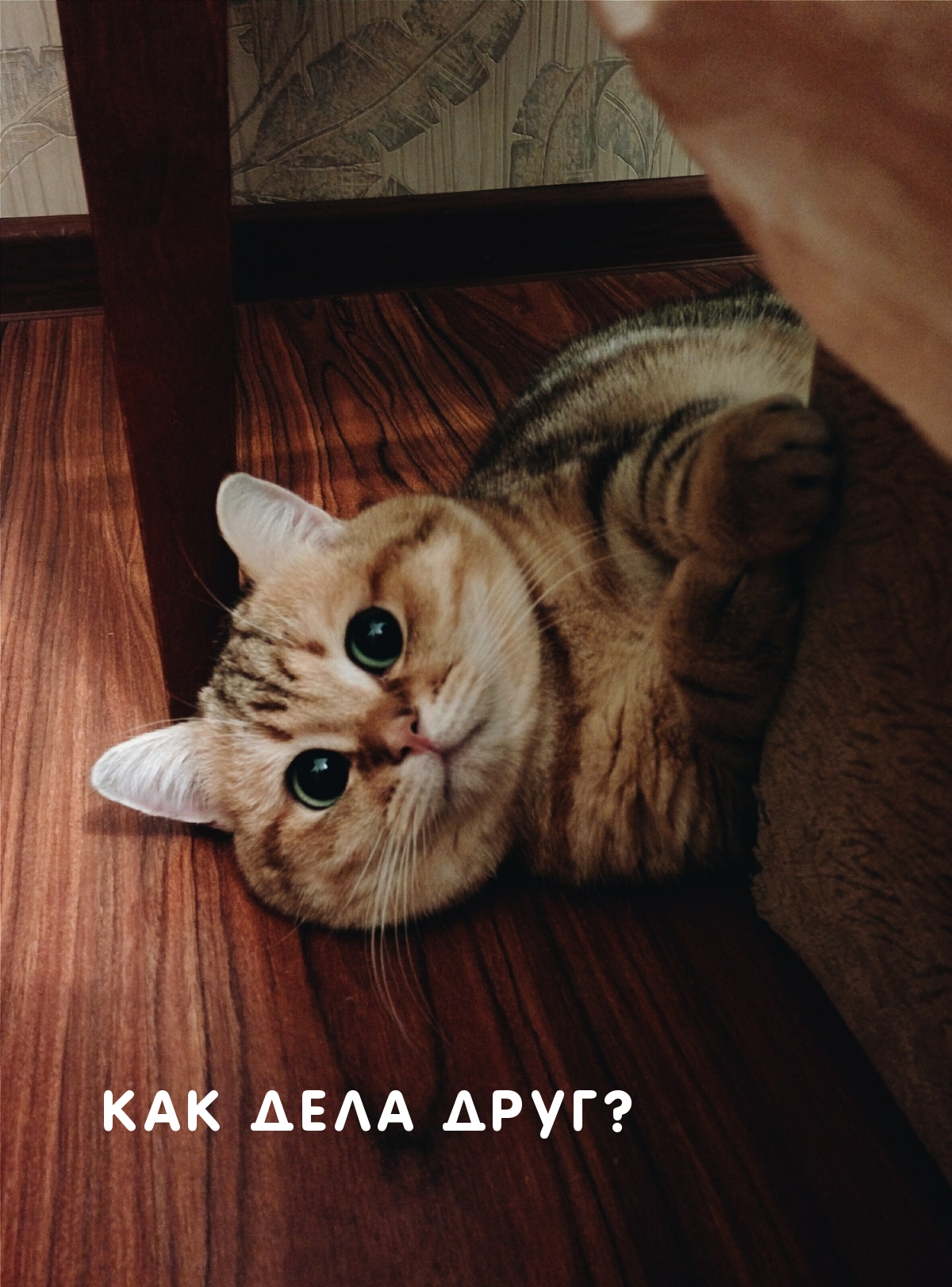 КАК ДЕЛА ДРУГ?