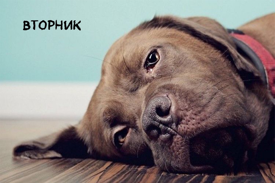Вторник