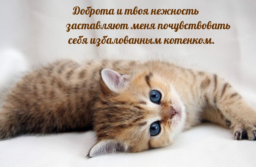 Доброта и твоя нежность заставляют …