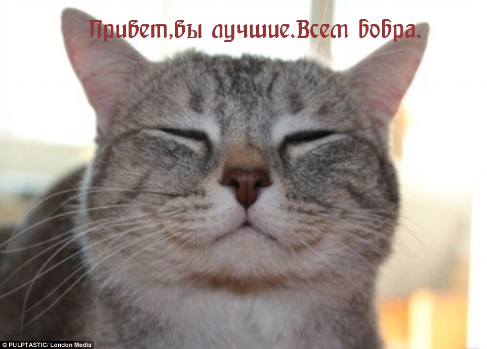 Привет,вы лучшие.Всем бобра.